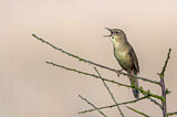 Image. Common Grasshopper Warbler