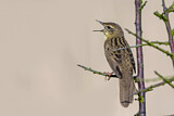 Image. Common Grasshopper Warbler