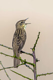 Image. Common Grasshopper Warbler