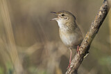 Image. Common Grasshopper Warbler
