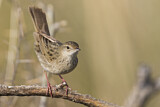 Image. Common Grasshopper Warbler