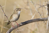 Image. Common Grasshopper Warbler