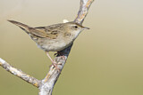 Image. Common Grasshopper Warbler