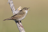 Image. Common Grasshopper Warbler