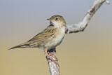 Image. Common Grasshopper Warbler