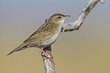 Image. Common Grasshopper Warbler