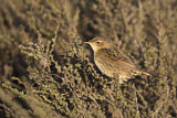 Image. Common Grasshopper Warbler