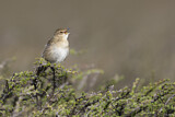 Image. Common Grasshopper Warbler