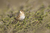 Image. Common Grasshopper Warbler