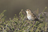 Image. Common Grasshopper Warbler