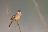Image. Common Grasshopper Warbler