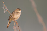 Image. Common Grasshopper Warbler