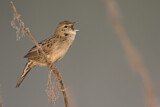 Image. Common Grasshopper Warbler