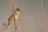 Image. Common Grasshopper Warbler