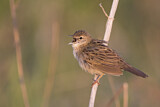Image. Common Grasshopper Warbler
