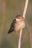 Image. Common Grasshopper Warbler