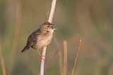 Image. Common Grasshopper Warbler