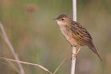 Image. Common Grasshopper Warbler