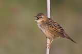 Image. Common Grasshopper Warbler
