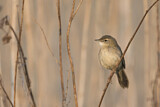 Image. Common Grasshopper Warbler