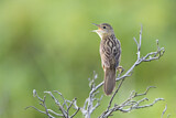 Image. Common Grasshopper Warbler