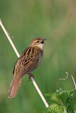 Image. Common Grasshopper Warbler