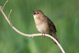 Image. Common Grasshopper Warbler