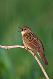 Image. Common Grasshopper Warbler