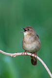 Image. Common Grasshopper Warbler