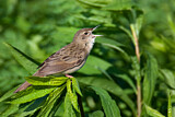 Image. Common Grasshopper Warbler