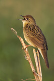 Image. Common Grasshopper Warbler