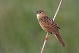 Image. Common Grasshopper Warbler
