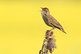 Image. Common Grasshopper Warbler