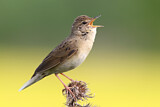 Image. Common Grasshopper Warbler