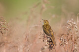 Image. Common Grasshopper Warbler