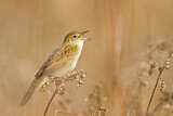 Image. Common Grasshopper Warbler