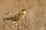 Image. Common Grasshopper Warbler