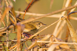 Image. Common Grasshopper Warbler