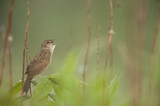 Image. Common Grasshopper Warbler