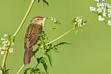 Image. Common Grasshopper Warbler