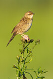 Image. Common Grasshopper Warbler