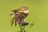 Image. Common Grasshopper Warbler