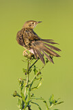 Image. Common Grasshopper Warbler