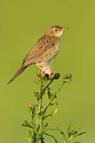 Image. Common Grasshopper Warbler