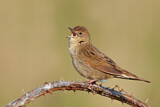 Image. Common Grasshopper Warbler