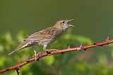 Image. Common Grasshopper Warbler