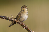 Image. Common Grasshopper Warbler