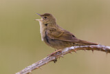 Image. Common Grasshopper Warbler