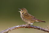 Image. Common Grasshopper Warbler