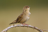 Image. Common Grasshopper Warbler